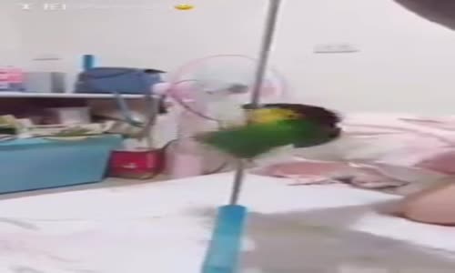 Direk Dansı Yapan Sevimli Papağan