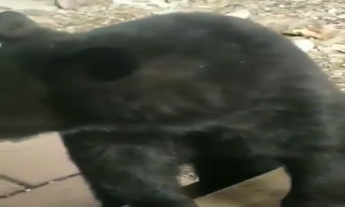 Kapılar Yüzüne Kapanan Ayı