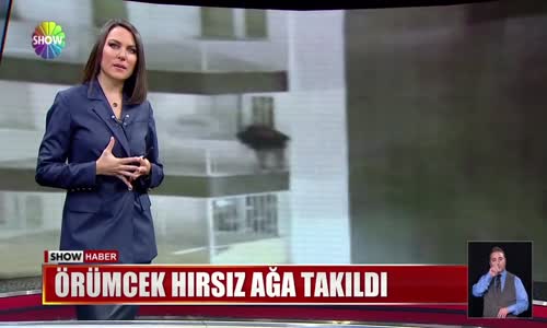 Örümcek hırsız ağa takıldı