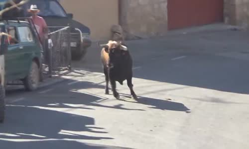 Boğa Arabaya Toslayınca Korkudan Altına Kaçırdı....