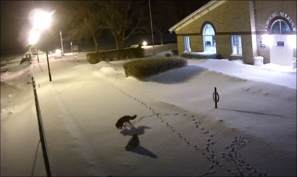 Issız Sokakta Tilkiye Kafa Tutan Baykuş