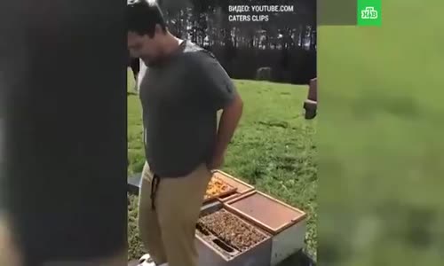 Çıplak Popo ile Arı Kovanın Üstüne Oturmak