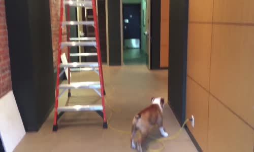 Elektrik Kablolarından Korkan Bulldog Köpeği