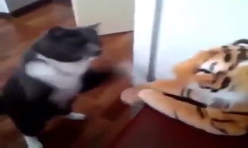 Kedinin oyuncak kaplanla atışması
