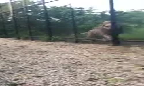 Aslanla Oynarken Yere Kapaklanan Adam