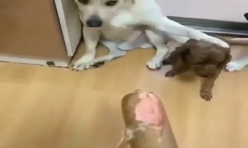 Bunu Kim Yeni ! köpekler ifade verirken