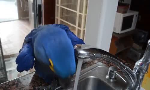 Kendisini Yıkayan Papagan