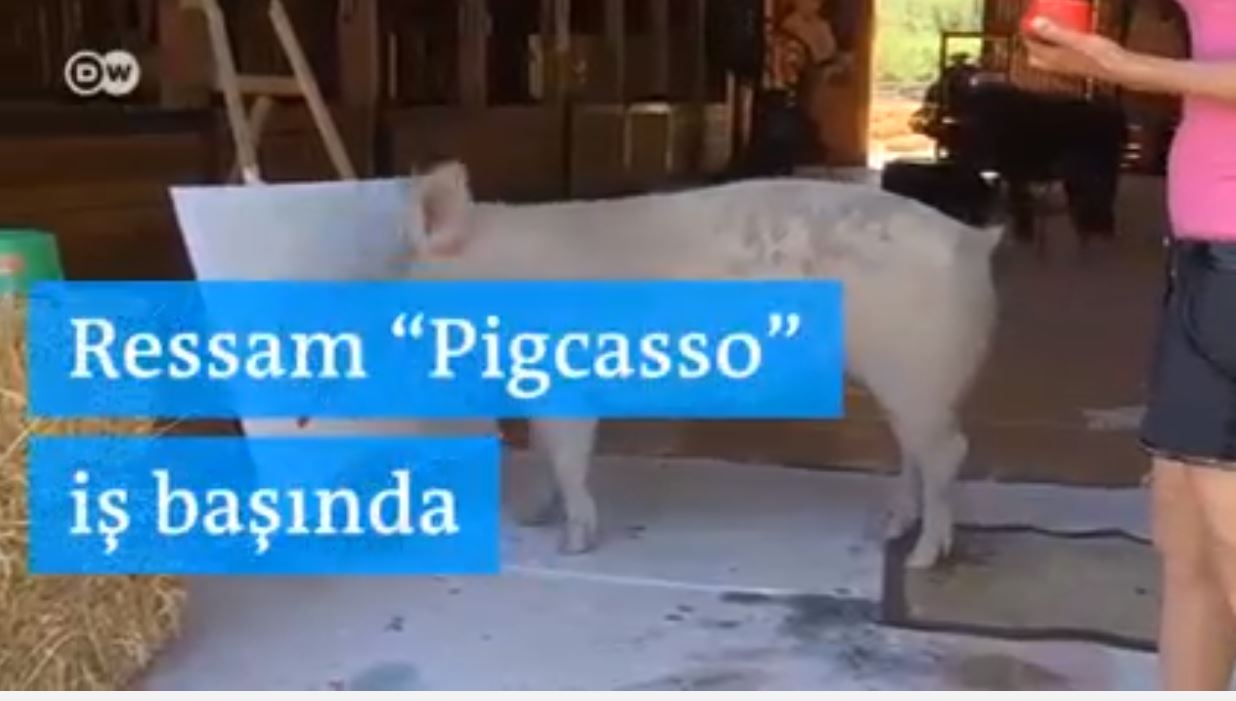 “Pigcasso” İş Başında 