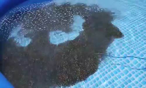 Su Dolu Havuza Bir Kutu Su Maymunu Boşaltmak