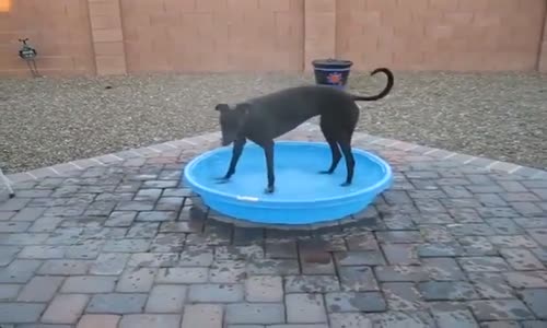 Leğende Çimen Asil Köpeğin Muhteşem Sürprizi