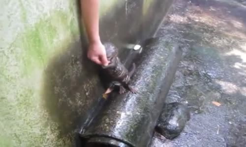 Kendini Sevdiren Gelincik