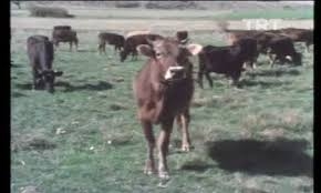 Çankırı Şabanözü İzle