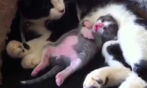 Rüyasında Korkan Yavru Kedi