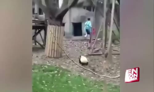 Oyuncağı Elinden Alınınca Kendini Yerden Yere Atan Panda