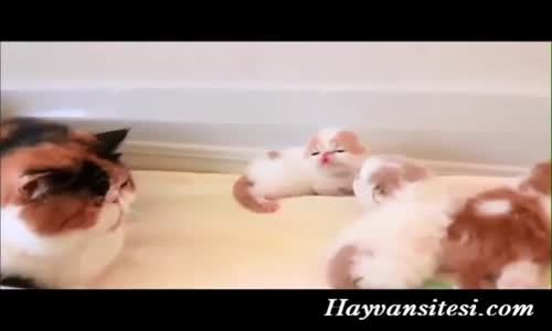 Anne Kedinin Yavrularıyla Konuşması