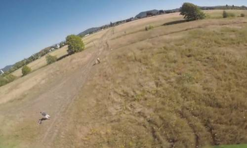 Drone'un Düşüp Alev Almasına Neden Olan Köpekler