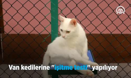 Van Kedilerine  İşitme Testi  Yapılıyor