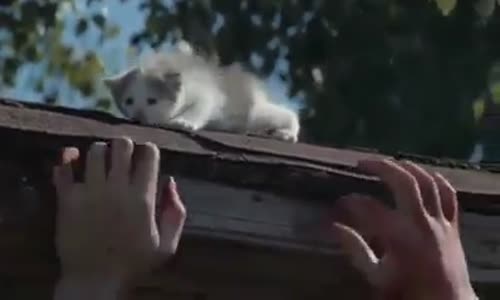 Özel Tim Kediler İzlemeye Deger