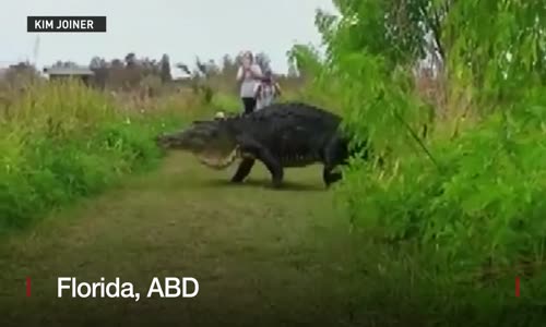 Florida'da görüntülere takılan dev timsah 