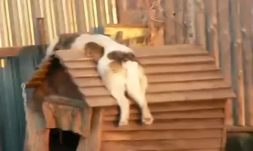 Bir Gece Vardiyasından Sonra Köpek