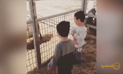 Birbirinden Komik Videolar