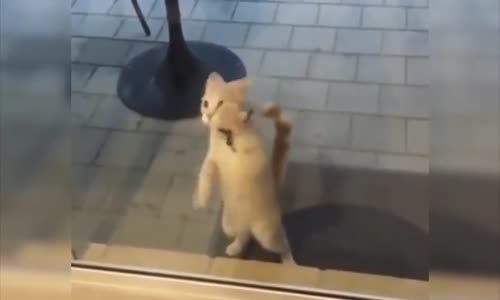 Konuşan Kediler 8 - En Komik Kedi Videoları