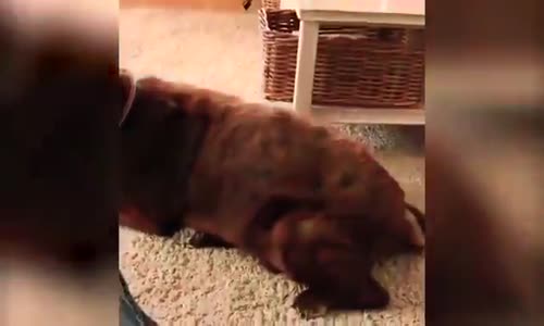 Gaz Çıkaran Köpeğe, Kedinin Kusarak Tepki Vermesi