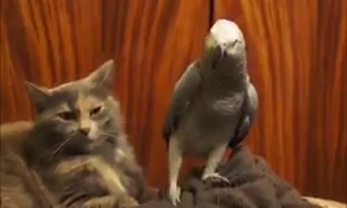 Papağan ve Kedinin Tedirgin Anları 