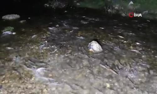 İnci kefalinin muhteşem gece yolculuğu