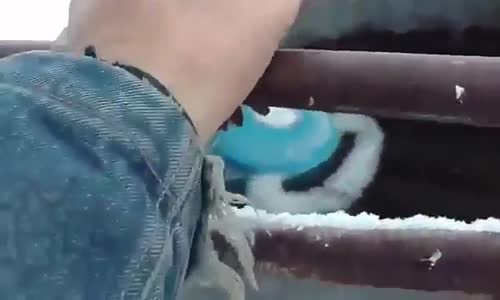 Ayakları donan kuşu kurtaran koca yürekli adam