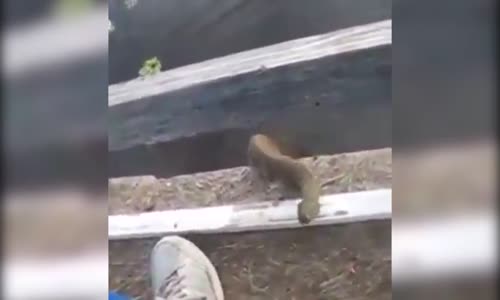 Adamın Elindeki Balığa Musallat Olan Yılan