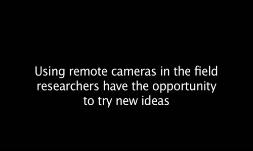 Ayı'nın Elektrik ile İmtihanı