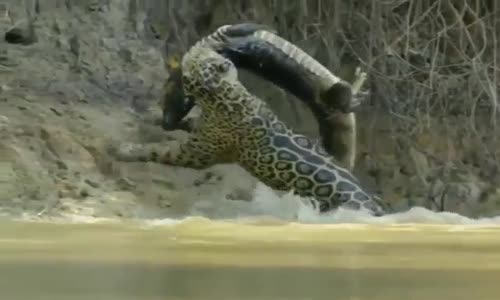 Jaguar Timsahı Dişlerin Arasına Alıp Avlaması
