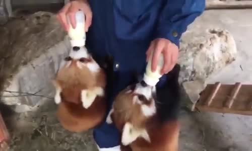 iki Bebek Yavrusunu Besleyen Mutlu İnsan