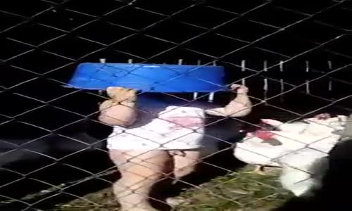 Pipisini Tavuk Kapan Çocuk