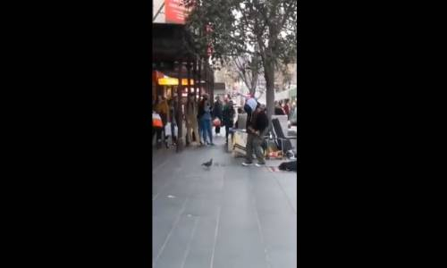 Müthiş Bir Müzik Kulağı OLan Güvercin