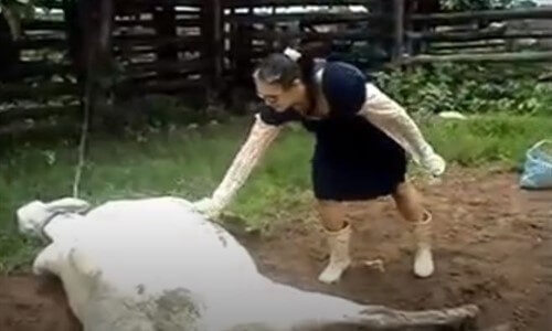 Dokunma Yanarsın Diyen İnek'in Tekmesini Yiyen Mağdur Kadın