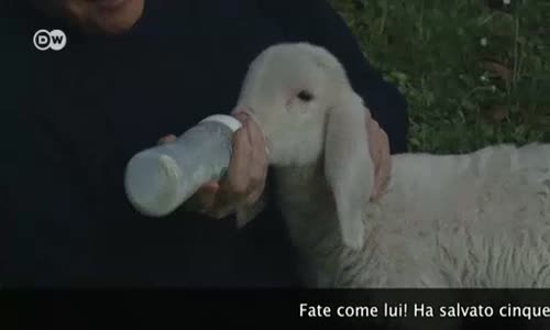 Berlusconi′nin Kuzular