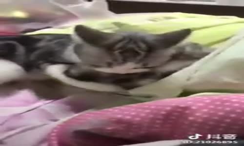 Yavrusunu Gören Kedinin Heyecanlanması