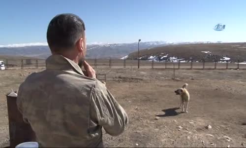 İşte Zengin Arapların Satın Alamadığı Tek Hayvan