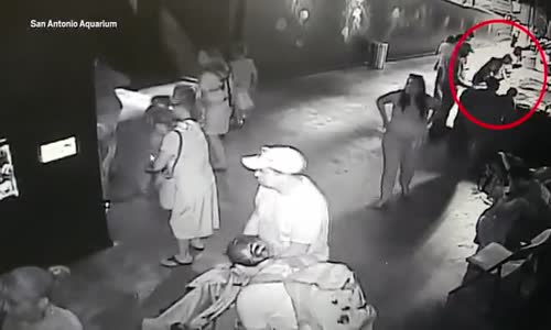 Bebek Arabasıyla Köpek Balığı Çalan Hırsızlar