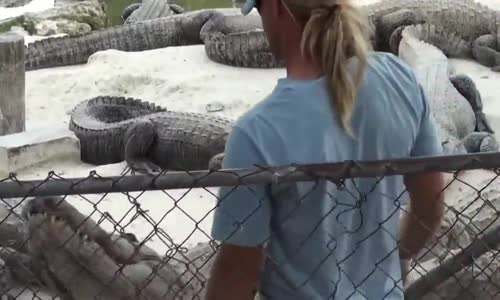 Timsaha Elini Kaptıran Bakıcının Korku Dolu Anları 