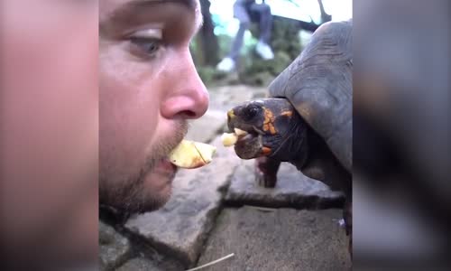 Kaplumbağayı Ağzıyla Besleyen Aşırı Hayvansever Adam