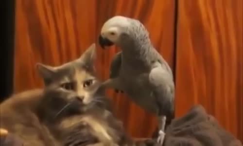 Papağanın Kediyle Hesap Sorması