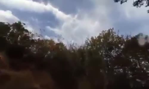 Tamam Abi Diyen Köpek