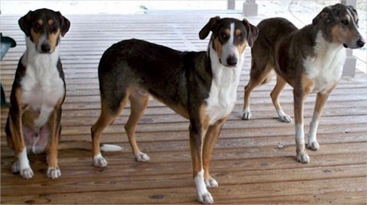 Köpekler ile İlgili 12 İlginç Fotoğraflı Bilgi