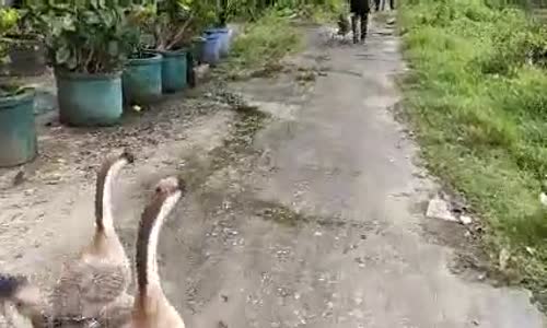 Dağcıyı Bölgelerinde İstemeyen Kazlar