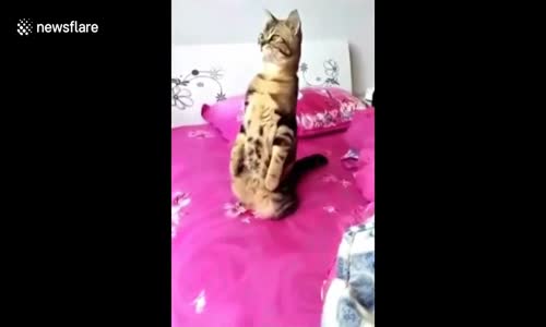 Kendini Mirketle Karıştıran Kedi