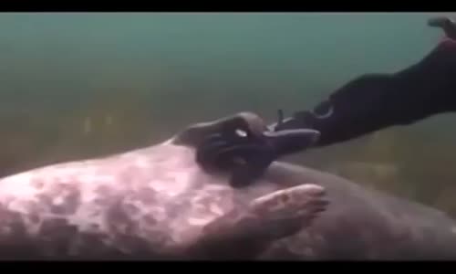 Kendini Sevdiren Deniz Aslanı