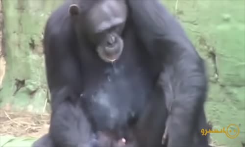 Hayvanların En Komik Videoları Part-2